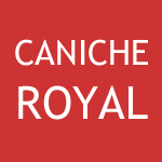 Caniche royal
